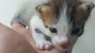 Cats & kittens are 742 & 659 & 558 & 541 &493 & 417 & 302 & 264 & 164 &34&19&13&325 &258 &156&122