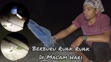 Berburu Ruak Ruak Dimalam Hari Masih Menggunakan Serokan