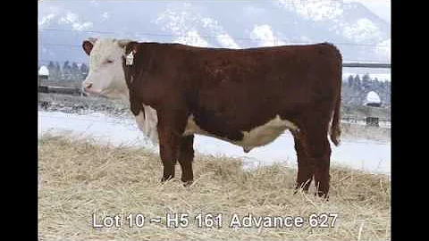 Lot 10 ~ H5 161 Advance 627