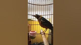 Pancingan Anis merah trotolan full isian
