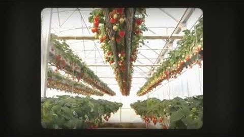 Aquaponics 4 You - Step-By-Step How To Build Your Own Aquapo