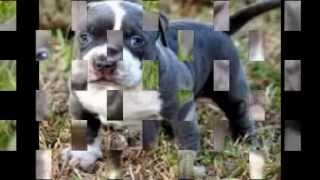 photo de pitbull photo de pitbull