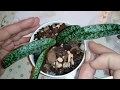 Реанимация орхидеи в керамзите | ПОСАДКА Paphiopedilum