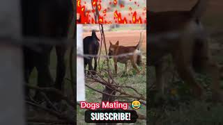 Dogs Mating Video