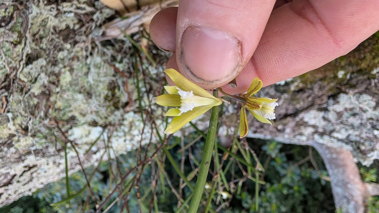 Straggli Straggly Pencil Orchid, Dendrobium bowmanii - YouTube