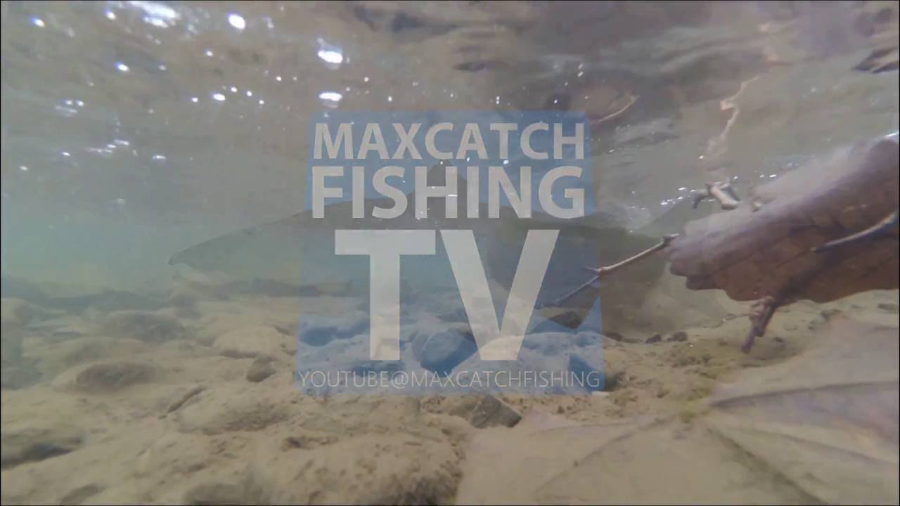 Review - Fly Fishing Trout Net from Maxcatch 