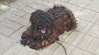 A Stray Dog ​​With Tangled Hair Like A Piece Of Armor Begs To Be Taken Home