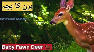 Baby ? Deer ? ♥️ | ہرن کا بچہ | Hiran ka Baccha