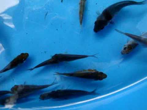 Koi Babies