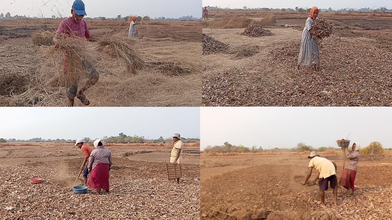 कोकणात झाली भाजवळीक/शेतीची मशागती का सुरुवात 