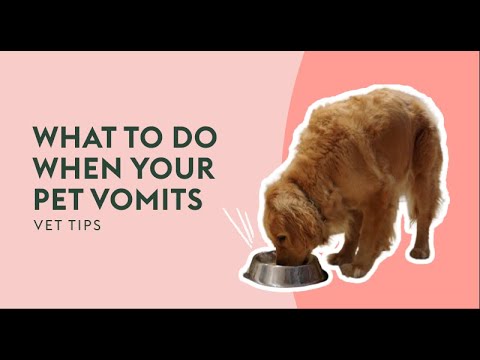 Video: Cosa dovrei fare se My Pet Vomits?