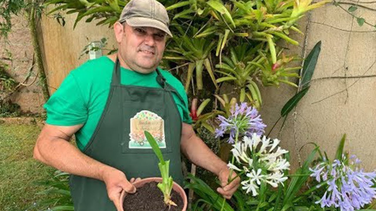 Tudo para você saber plantar agapanto em sua casa e jardim - thptnganamst.edu.vn