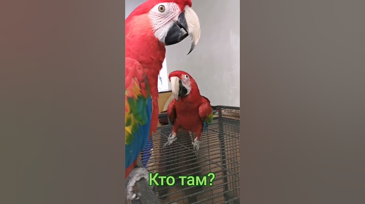 Попугай ара ругается! 🦜😂