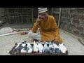 Cat attack in chote ustad loft | chote ustad crying, cat killed his pigeon | crying or overacting