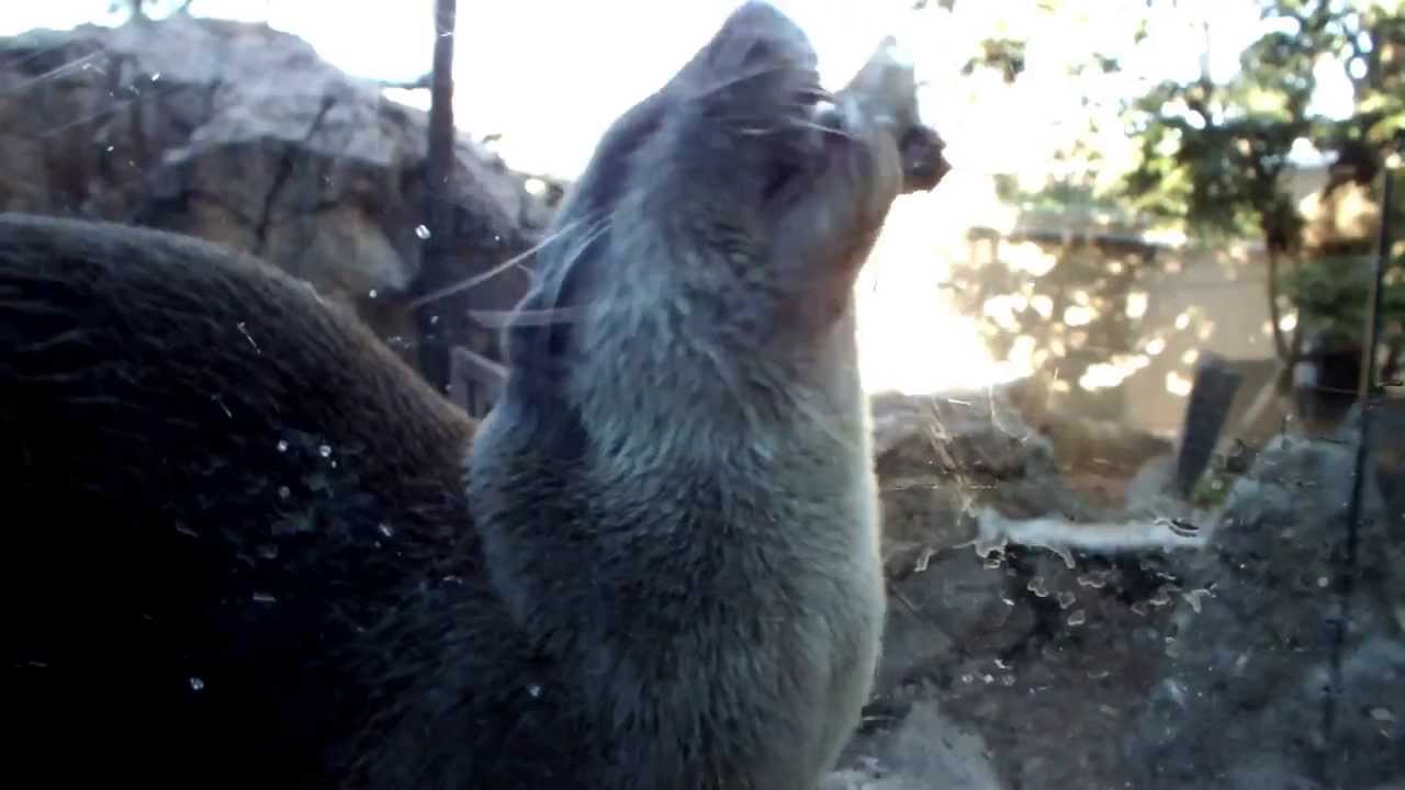 kawaii emoticons Asian short-clawed otter is diet. コツメカワウソの食事。