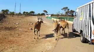 Safari Zoo Mallorca - Antilopenfütterung
