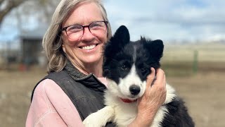 Training plans for Kit, my new Border Collie puppy. by BWR Stockdog Training 648 views 11 months ago 13 minutes, 11 seconds