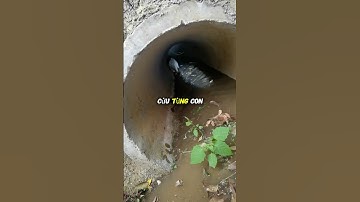 Mèo Mẹ Liều Mình Cứu Con Trong Dòng Nước Lũ #shorts