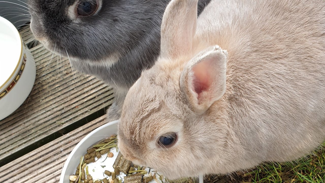 Live rabbit cam Live rabbit cam