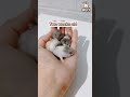 Weekly Growth Progress of a Dwarf Hamster #hamstershortvideo