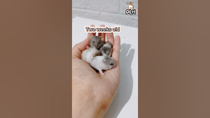 Weekly Growth Progress of a Dwarf Hamster #hamstershortvideo