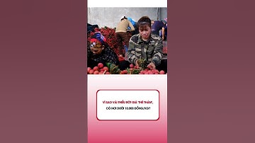 Vì sao vải thiều rớt giá 