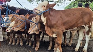 10 JUTA‼️PEDET SUPER HARGA MURAH | Pasar Sapi Kerek