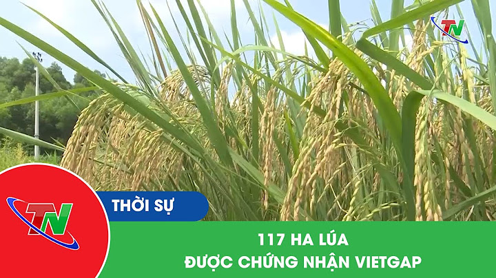 Sản phẩm lúa đánh giá chứng nhận vietgap