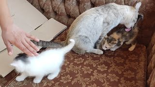 Cute cat and kittens / The cat, being cleaned by its mother, wanted to play