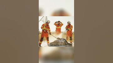 Brave Rescue: Canadian Animal Team Saves Sheep from Giant Python Attack