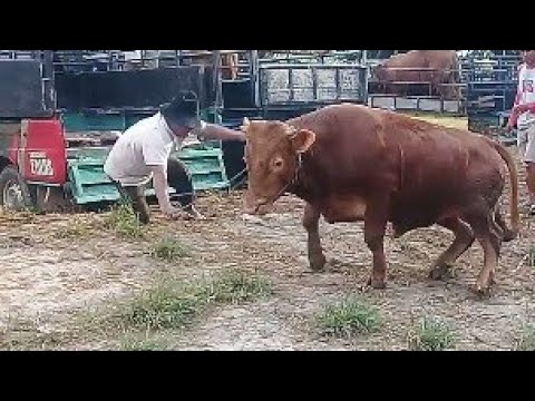 Sapi Oleng Lepas Kendali||Jatuh Terbawa Sapi Ngamuk - YouTube