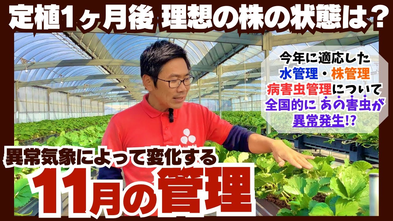 いちご 11月末まで 11月のイチゴのプランター栽培で重要になる作業です。〜サラリーマン