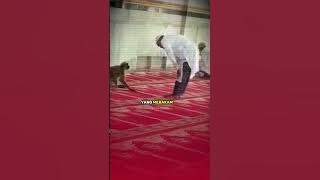 Tengok!! Apa monyet ni buat bila lelaki ni tengah sujud 😱 | #shorts