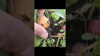 Semillas de rabanitos de colores