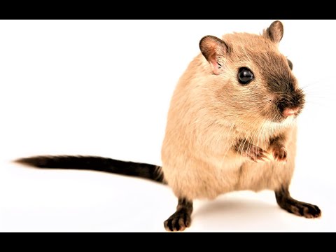 Vidéo: Que signifie l'année du rat ?