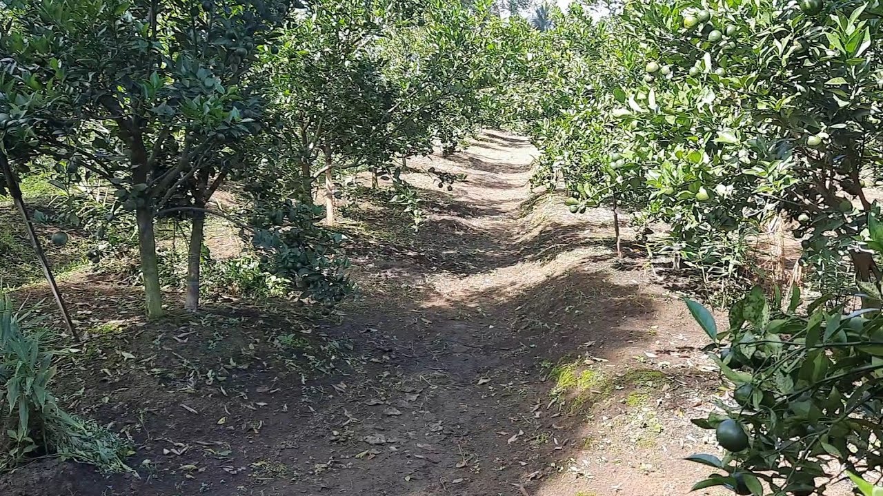 Cara menggunakan formula pembasmi lalat buah