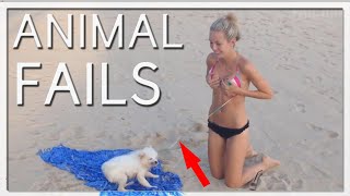 BEST ANIMAL FAILS AND WINS EVER - PET COMPILATION 🐶 🐱 🐓🐘