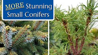 MORE Conifers for your Small Garden by Fraser Valley Rose Farm 8,804 views 5 months ago 13 minutes, 11 seconds