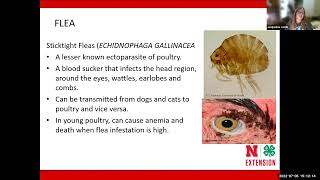 Controlling external parasites of poultry