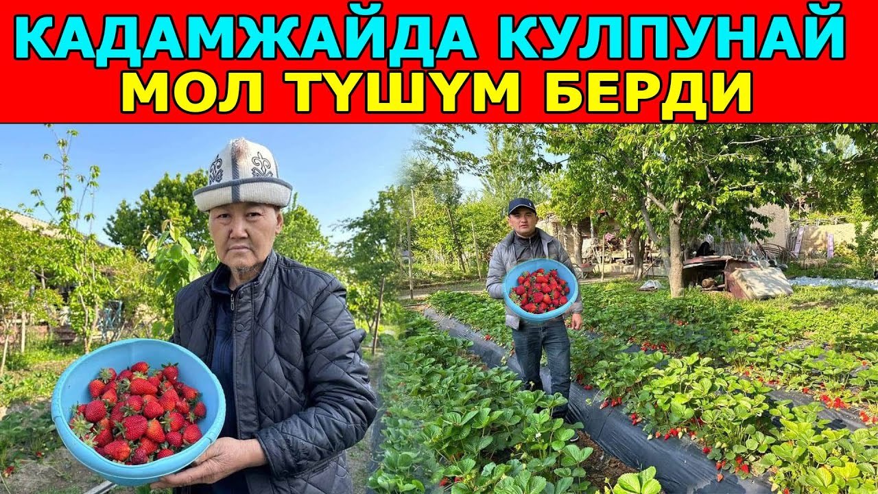 Кадамжайдын эң ысык айылы Исхак-Полот Хан айыл аймагынын Ак-Өргө айылында кулпунай бышты