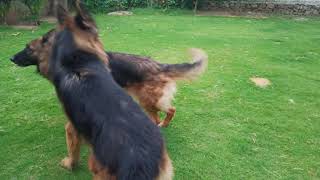 German shepherd Mating