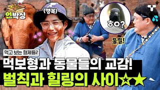 [#먹보형2] 혼돈의 카오스 비둘기 떼부터 👀💦 귀여운 코끼리까지?!🐘 먹보형과 함께하는 동물 특집! | #언박싱 | #티캐스트 하이라이트 배송완료