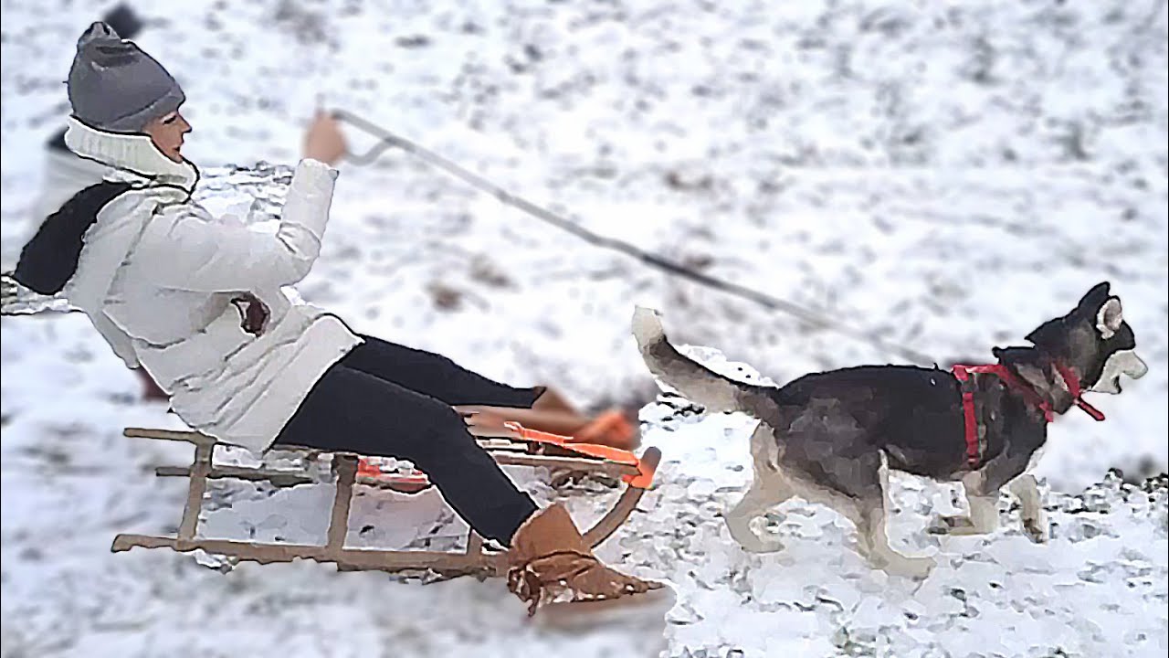 Sibirski Haski Blue Moon u potrazi za snijegom