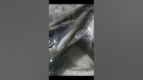 thành quả của một ngày đi câu#cauca#tom#song#chê miền tây