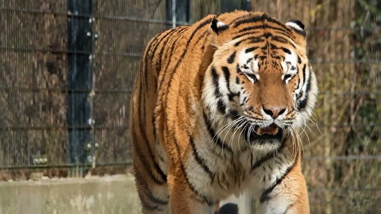 “A tiger that stands alone can still bring down the mighty"