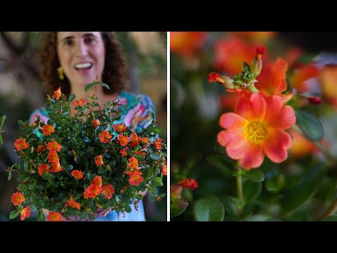 Vídeo: Cultivo De Beldroegas Com Flores Grandes A Partir De Sementes