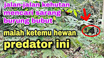 mencari sarang burung bubut ketemu hewan predator menakutkan