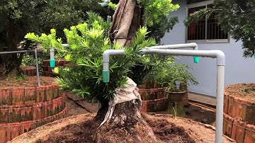 Giao lưu cây vạn niên tùng ghép tùng kim cương | Tùng kim cương bonsai
