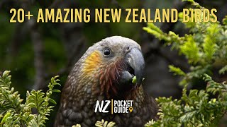 Discover the Most Surprising and Incredible Birds in New Zealand | Visitor's Guide by NZ Pocket Guide 256 views 5 months ago 31 minutes