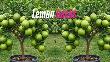 🔴LIVE 🌱 How to Propagate Lemon Tree from Cuttings  | Simple & 100% Success Method! #livestream #live